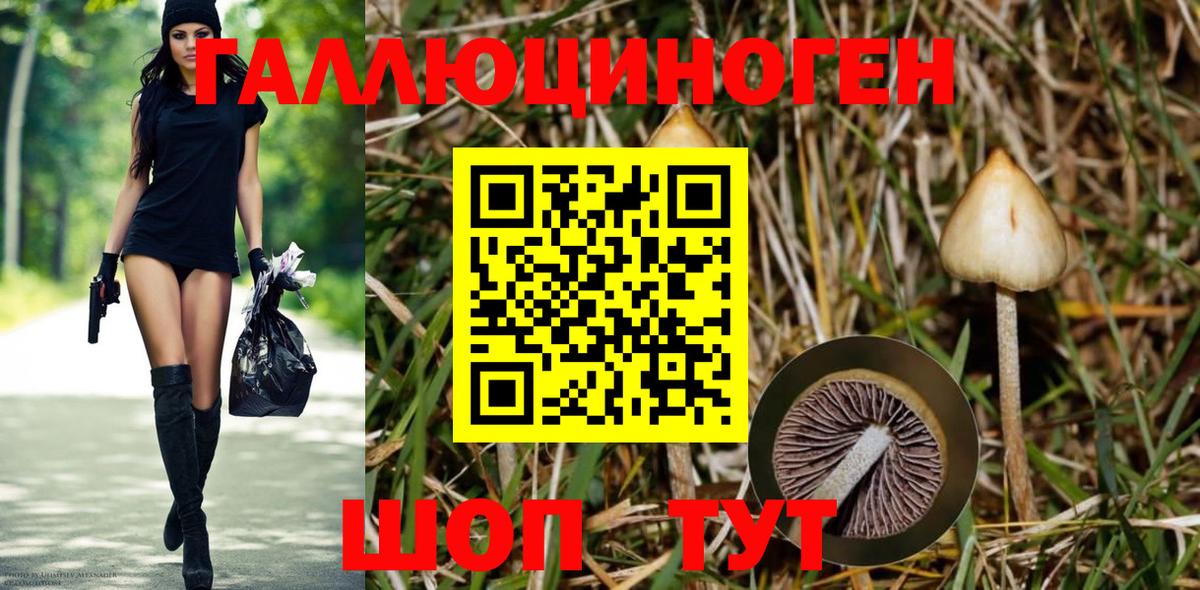 Псилоцибиновые грибы Cubensis Чусовой